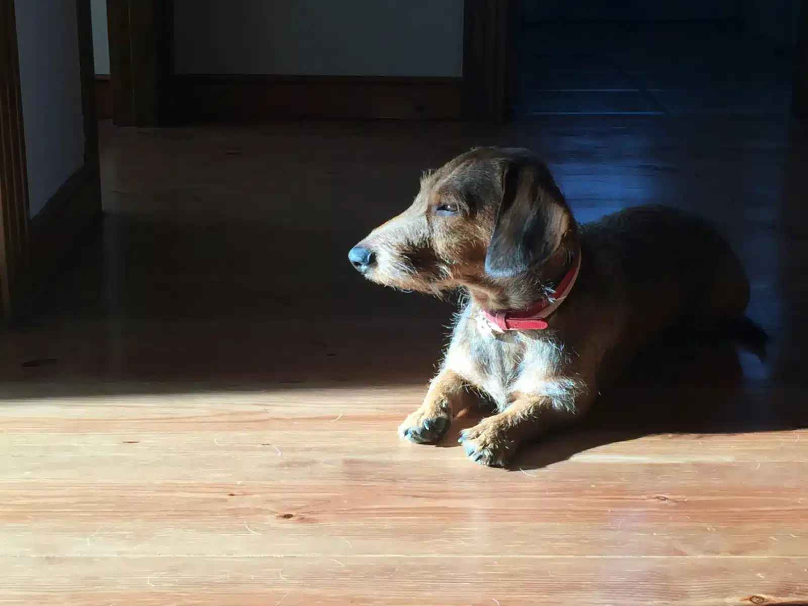 Cachorro de teckel de pelo duro tumbado al sol sobre un suelo de madera