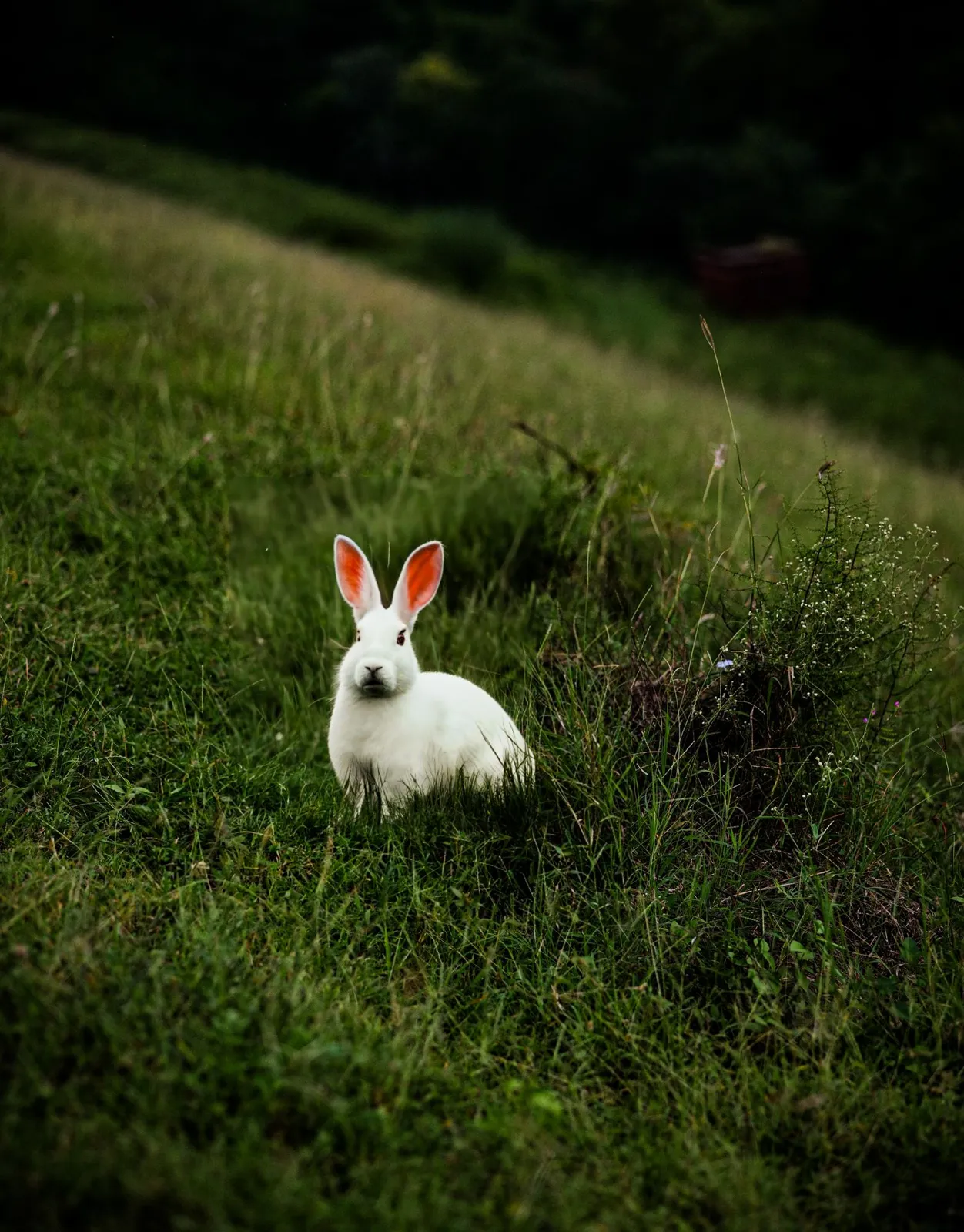 Conejo blanco sentado en medio de un campo de hierba en cuesta