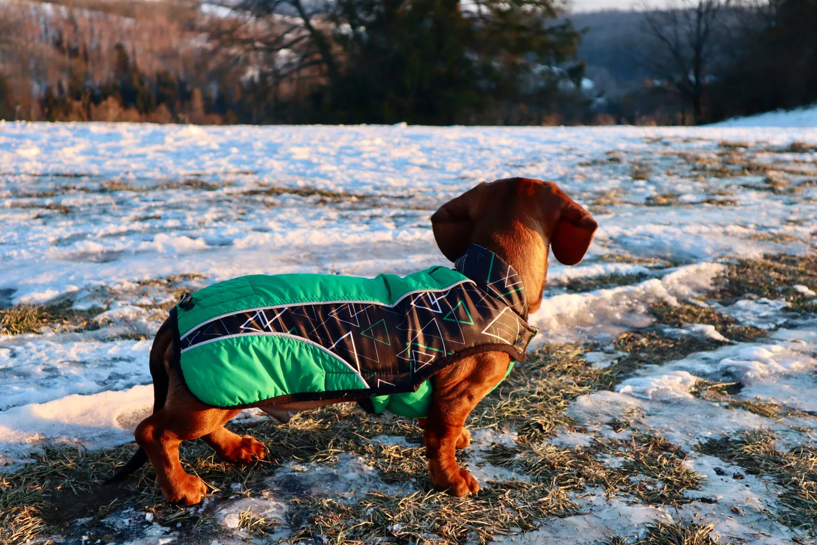 Teckel rojo de pelo corto con abrigo acolchado verde caminando por la nieve