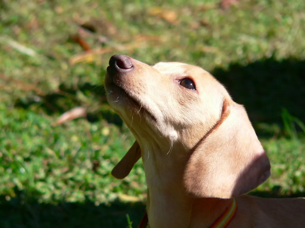 Teckel crema de pelo corto al sol mirando hacia arriba