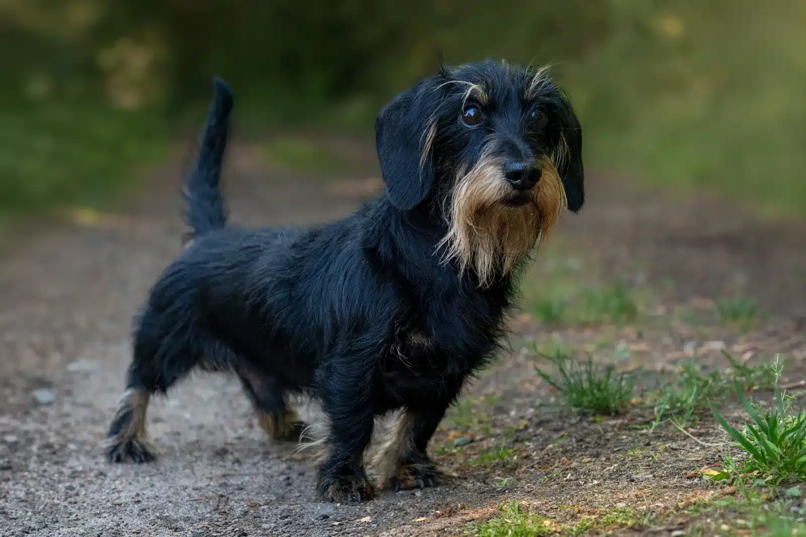 Teckel de pelo duro oscuro con barba gris de pie en un camino de bosque