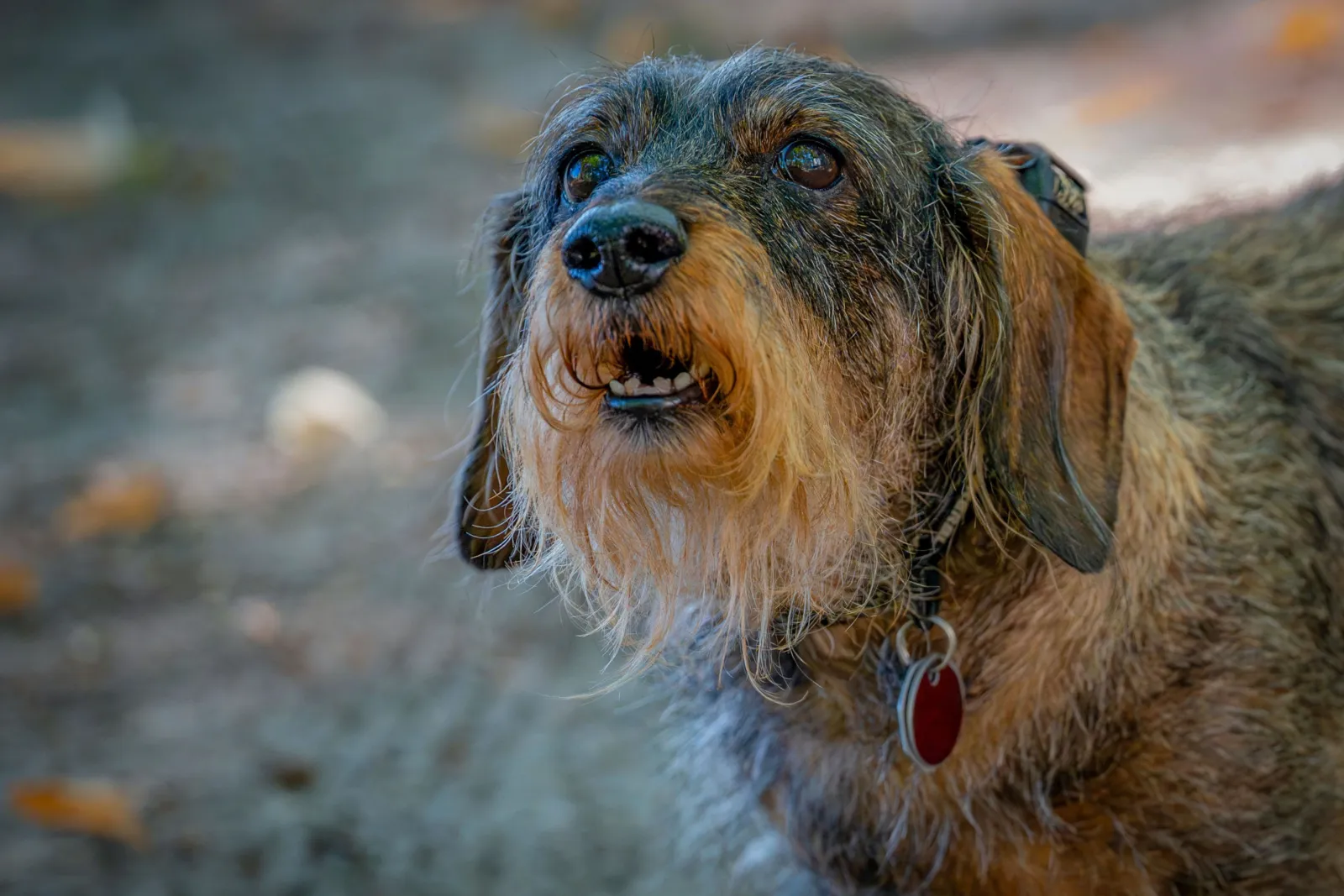 Retrato de un teckel de pelo duro con barba mirando hacia arriba