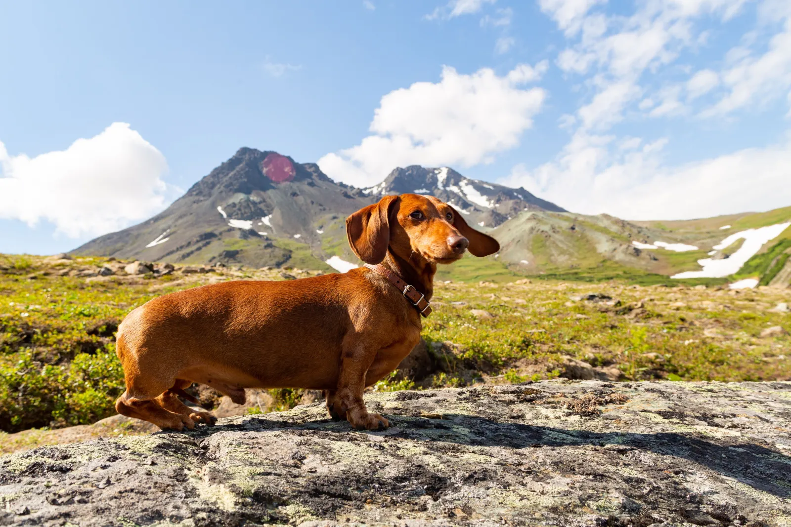 Teckel rojo de pelo corto sobre una roca con montañas nevadas al fondo