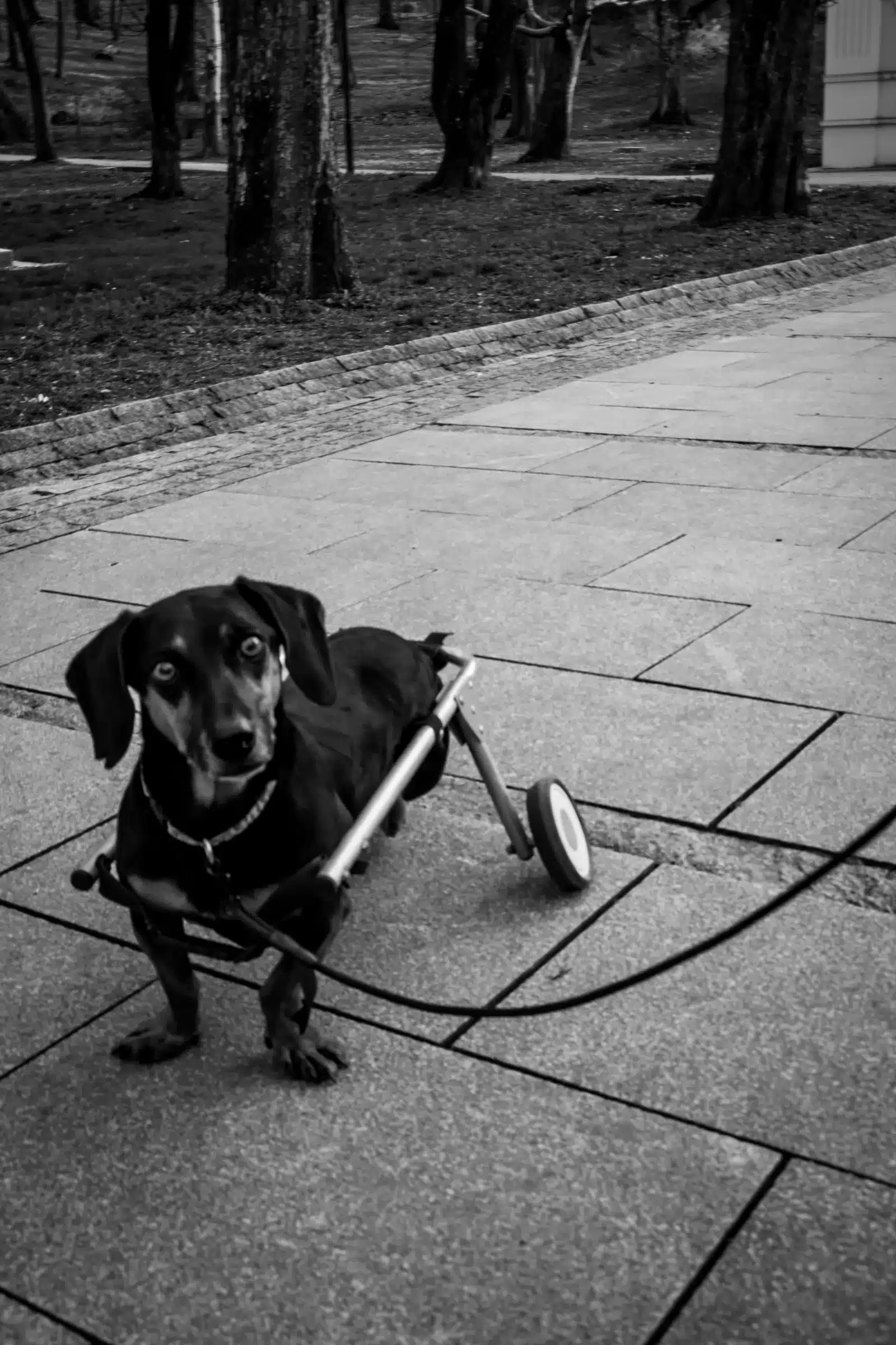 Teckel de pelo corto con silla de ruedas trasera en la acera de un parque