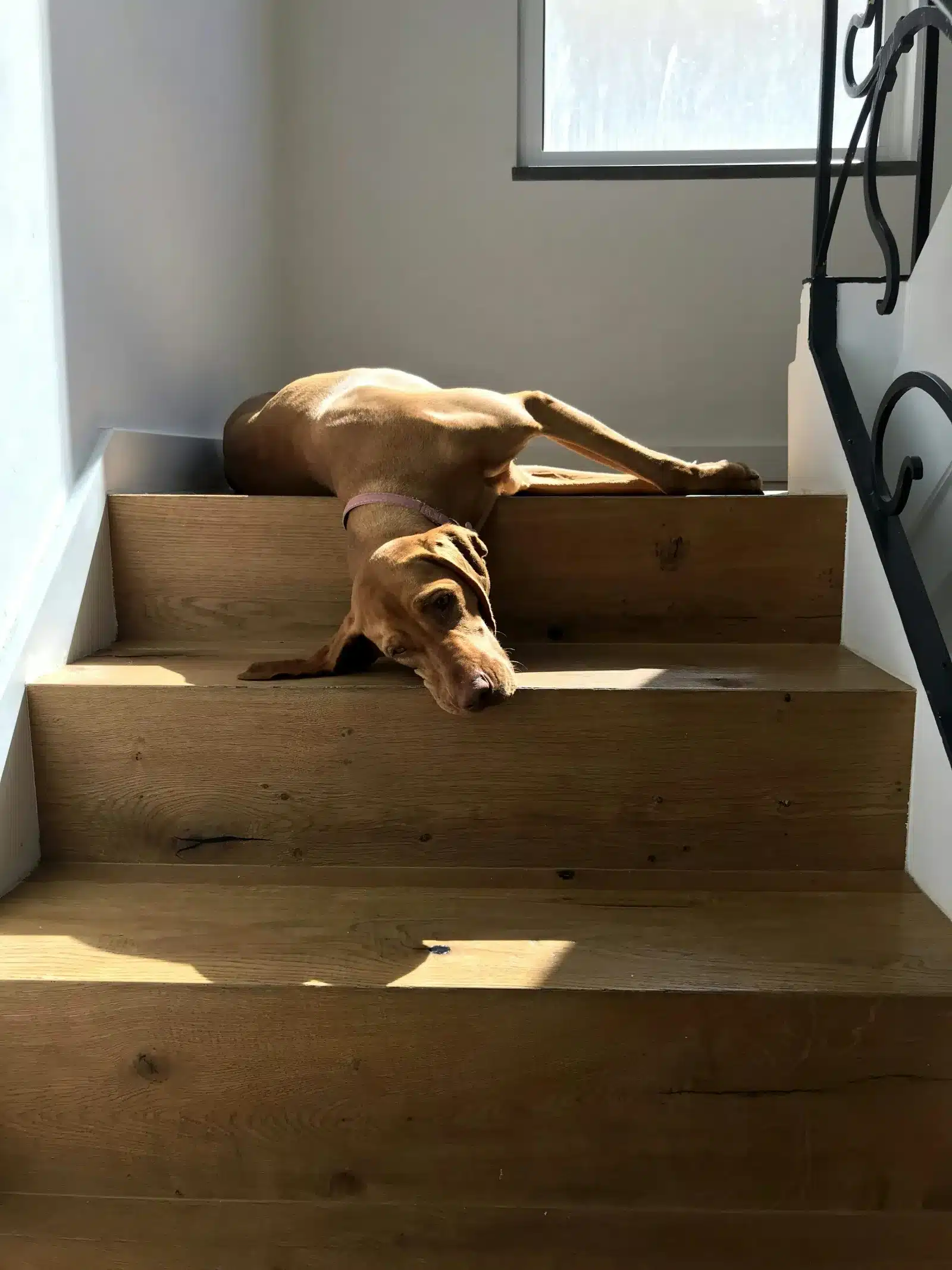 Teckel rojo de pelo corto tumbado sobre los escalones de una escalera de madera