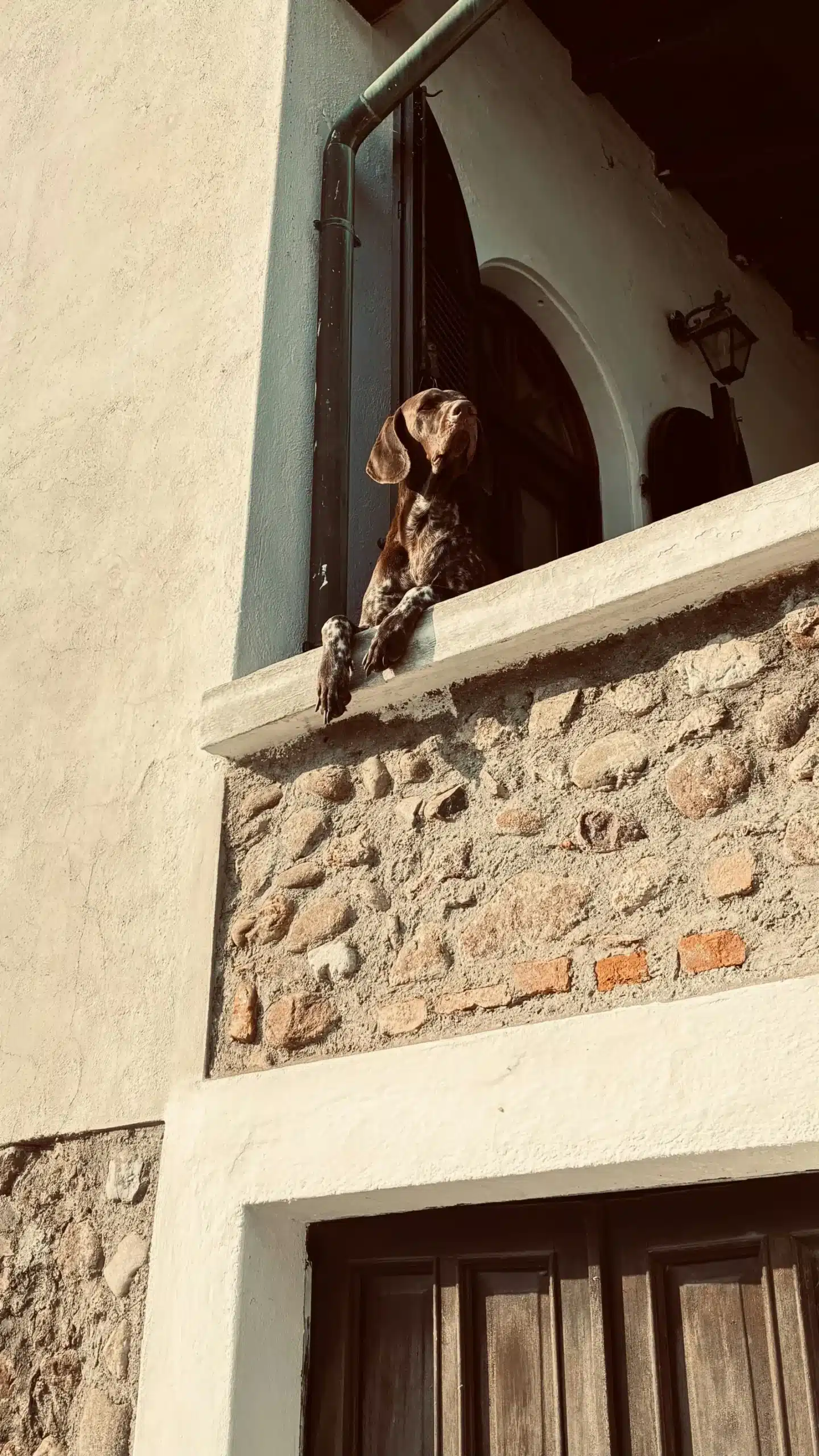 Teckel asomado a la ventana de una casa de piedra vigilando la calle